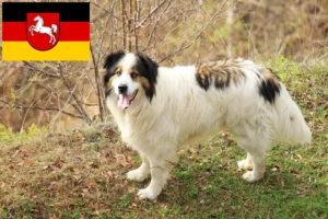 Read more about the article Tornjak breeders and puppies in Lower Saxony