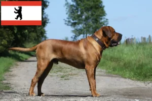 Read more about the article Tosa breeders and puppies in Berlin