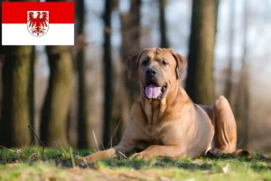 Read more about the article Tosa breeders and puppies in Brandenburg