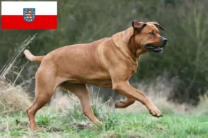 Read more about the article Tosa breeders and puppies in Thuringia