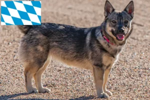 Read more about the article Västgötaspets breeders and puppies in Bavaria