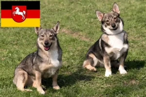 Read more about the article Västgötaspets breeders and puppies in Lower Saxony