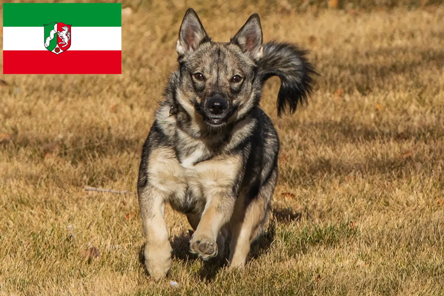 Read more about the article Västgötaspets breeders and puppies in North Rhine-Westphalia