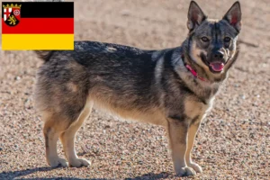 Read more about the article Västgötaspets breeders and puppies in Rhineland-Palatinate