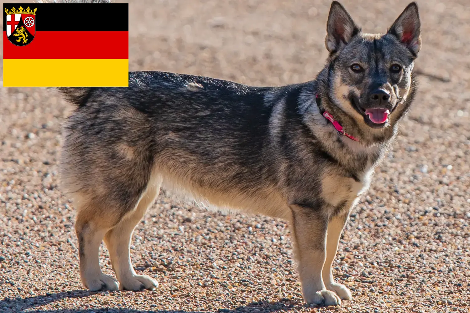 Read more about the article Västgötaspets breeders and puppies in Rhineland-Palatinate