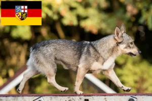 Read more about the article Västgötaspets breeders and puppies in Saarland