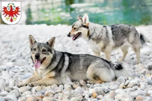 Read more about the article Västgötaspets breeders and puppies in Tirol
