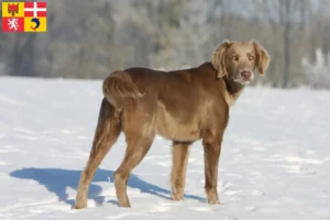 Read more about the article Weimaraner breeders and puppies in Auvergne-Rhône-Alpes