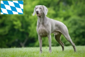 Read more about the article Weimaraner breeders and puppies in Bavaria