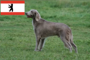Read more about the article Weimaraner breeders and puppies in Berlin