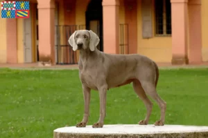 Read more about the article Weimaraner breeders and puppies in Bourgogne-Franche-Comté