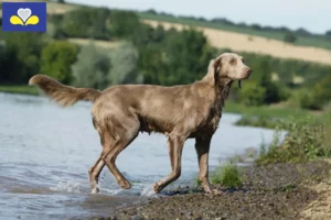 Read more about the article Weimaraner breeders and puppies in the Brussels-Capital Region