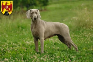 Read more about the article Weimaraner breeders and puppies in Burgenland