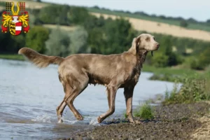 Read more about the article Weimaraner breeders and puppies in Carinthia