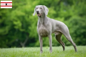 Read more about the article Weimaraner breeders and puppies in Drenthe