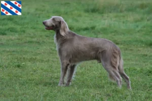 Read more about the article Weimaraner breeders and puppies in Friesland