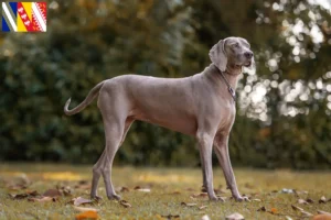 Read more about the article Weimaraner breeders and puppies in Grand Est
