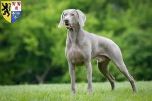 Read more about the article Weimaraner breeders and puppies in Hauts-de-France