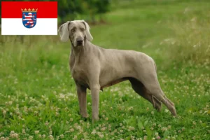 Read more about the article Weimaraner breeders and puppies in Hessen