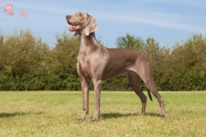 Read more about the article Weimaraner breeders and puppies in Hovedstaden