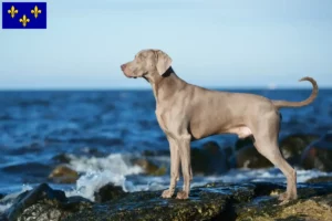 Read more about the article Weimaraner breeders and puppies in Île-de-France