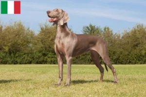 Read more about the article Weimaraner breeders and puppies in Italy