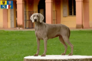 Read more about the article Weimaraner breeders and puppies in Moravia-Silesia