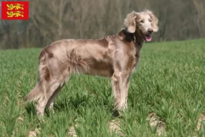 Read more about the article Weimaraner breeders and puppies in Normandy