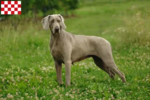 Read more about the article Weimaraner breeders and puppies in North Brabant