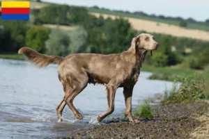 Read more about the article Weimaraner breeders and puppies in North Holland