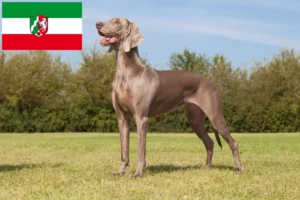 Read more about the article Weimaraner breeders and puppies in North Rhine-Westphalia