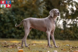 Read more about the article Weimaraner breeders and puppies in Pardubice