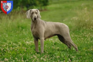 Read more about the article Weimaraner breeders and puppies in Pays de la Loire