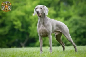 Read more about the article Weimaraner breeders and puppies in Prague