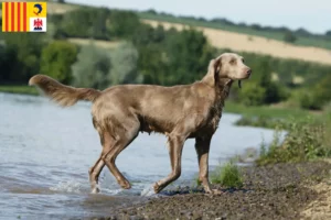 Read more about the article Weimaraner breeders and puppies in Provence-Alpes-Côte d’Azur