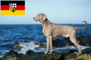 Read more about the article Weimaraner breeders and puppies in Saarland