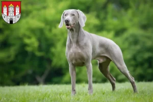 Read more about the article Weimaraner breeders and puppies in Salzburg