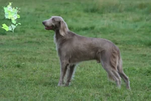 Read more about the article Weimaraner breeders and puppies in Sjælland