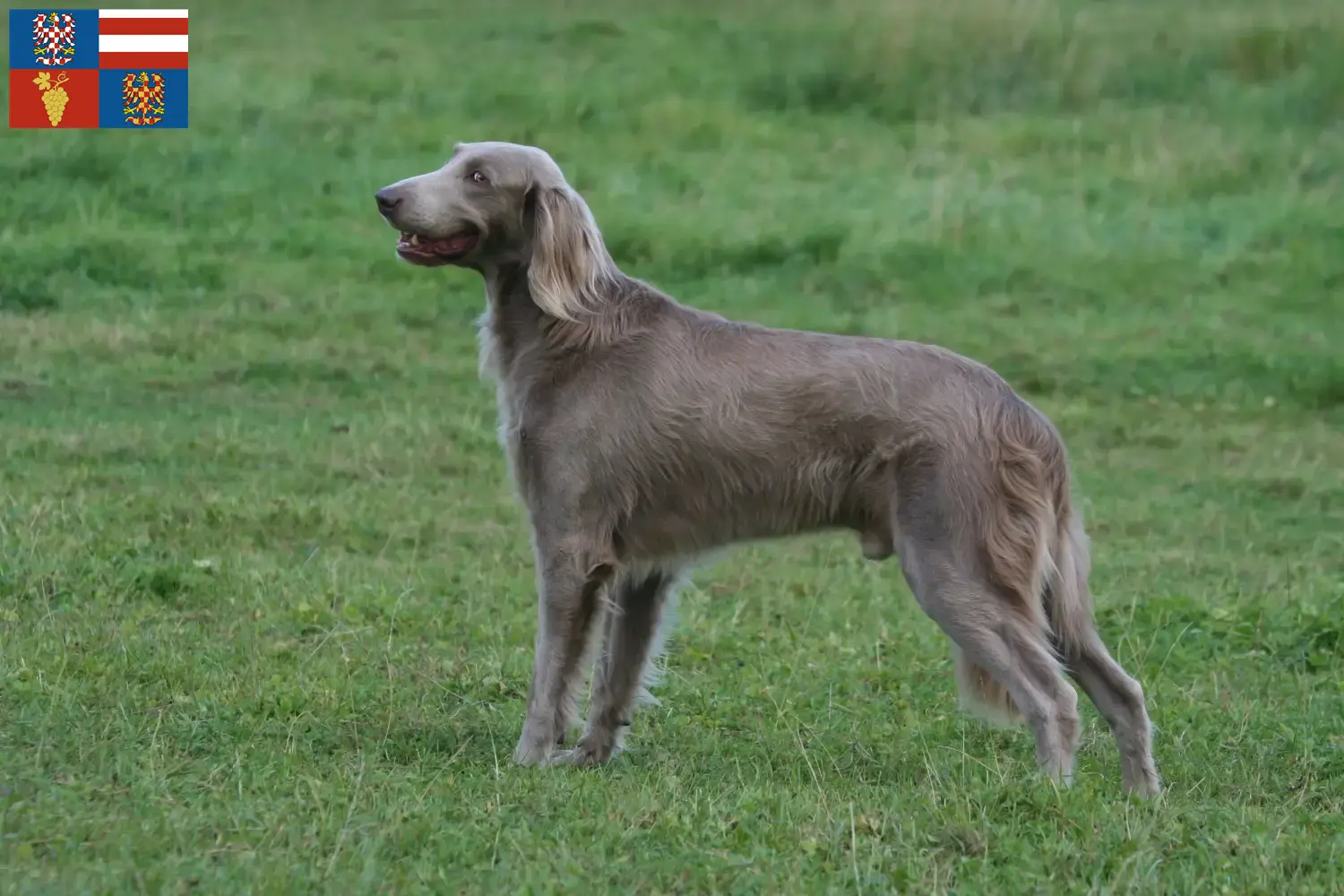 Read more about the article Weimaraner breeders and puppies in South Moravia