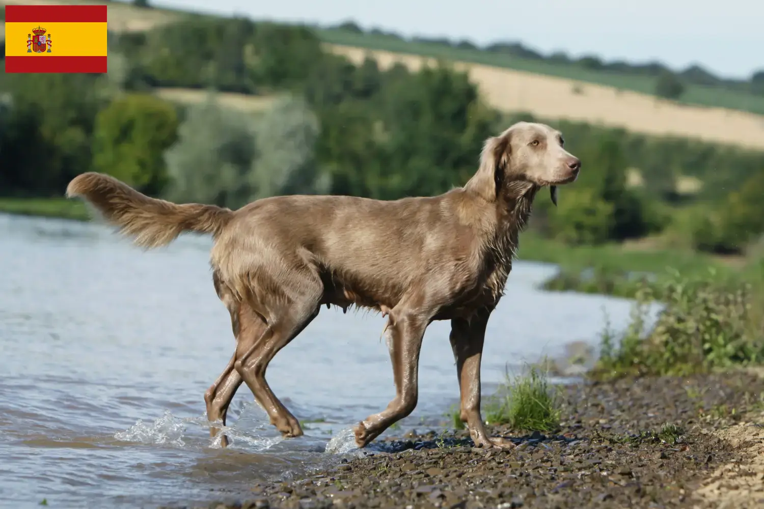Read more about the article Weimaraner breeders and puppies in Spain
