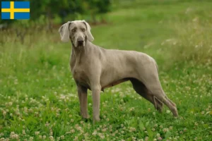 Read more about the article Weimaraner breeders and puppies in Sweden