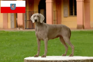 Read more about the article Weimaraner breeders and puppies in Thuringia