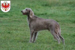 Read more about the article Weimaraner breeders and puppies in Tyrol