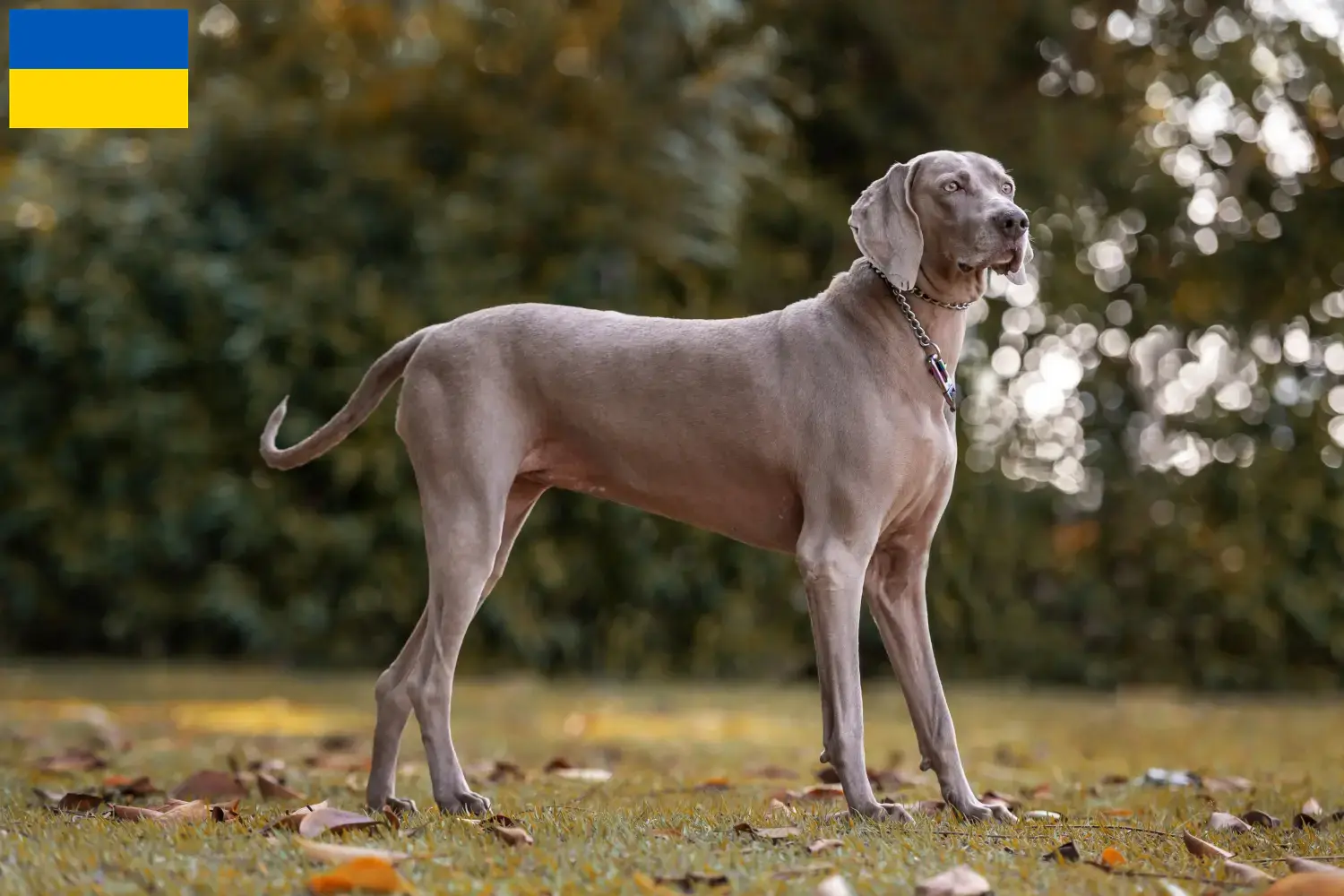 Read more about the article Weimaraner breeders and puppies in Ukraine