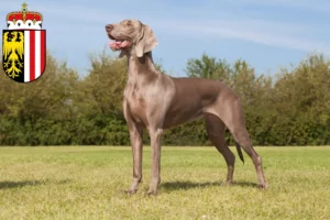 Read more about the article Weimaraner breeders and puppies in Upper Austria