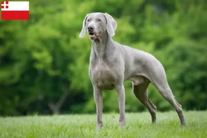 Read more about the article Weimaraner breeders and puppies in Utrecht