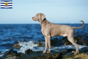 Read more about the article Weimaraner breeders and puppies in Zeeland