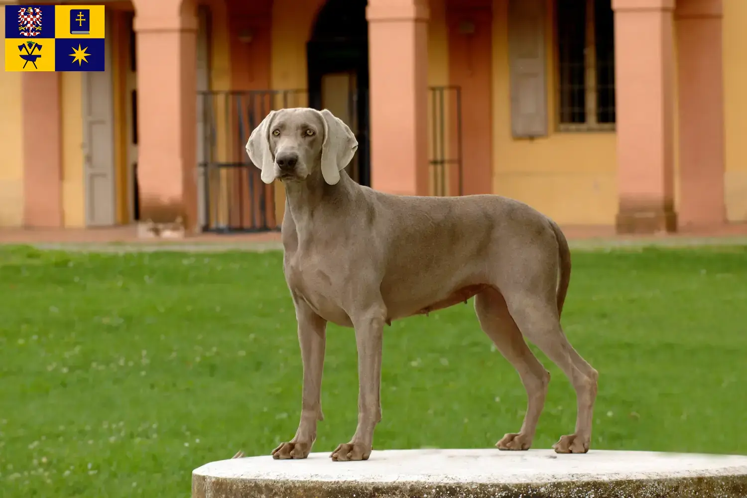 Read more about the article Weimaraner breeders and puppies in Zlín