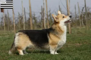 Read more about the article Welsh Corgi breeders and puppies in Brittany