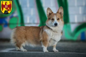 Read more about the article Welsh Corgi breeders and puppies in Burgenland